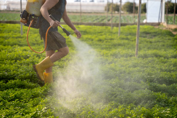 Best Emergency Pest Control  in Eldorado At Santa Fe, NM
