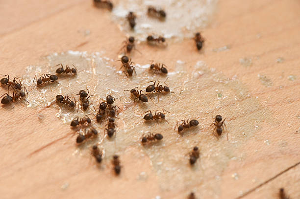 Best Termite Control Services  in Eldorado At Santa Fe, NM