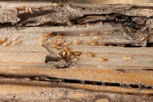 Spider Control Near Me in Eldorado At Santa Fe, NM